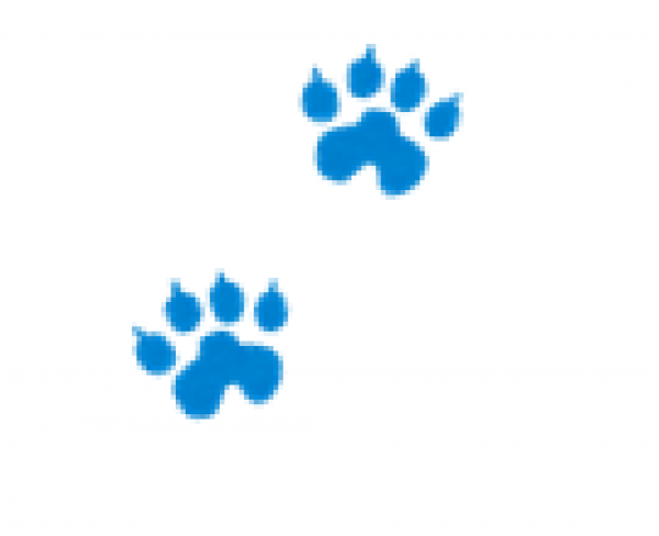 なつやすみ　子どもえいが会のおしらせ