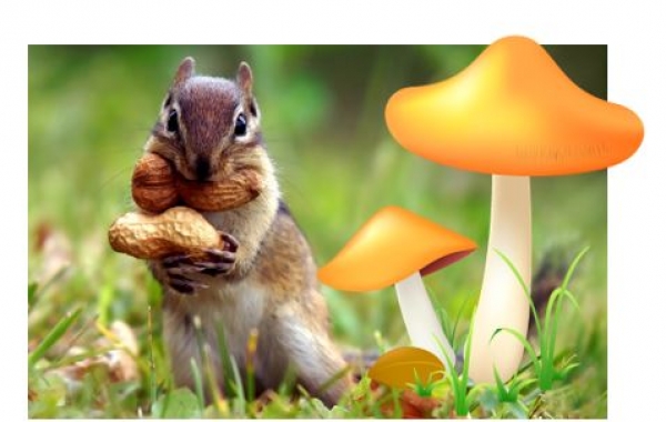 夏休みおはなし会のおしらせ